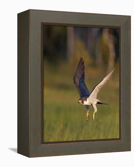 Peregrine falcon (Falco peregrinus) in flight,  Vaala, Finland, June.-Markus Varesvuo-Framed Premier Image Canvas