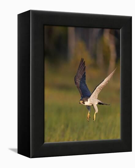 Peregrine falcon (Falco peregrinus) in flight,  Vaala, Finland, June.-Markus Varesvuo-Framed Premier Image Canvas