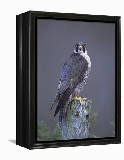 Peregrine Falcon (Falco Peregrinus), Scotland, UK, Europe-David Tipling-Framed Premier Image Canvas