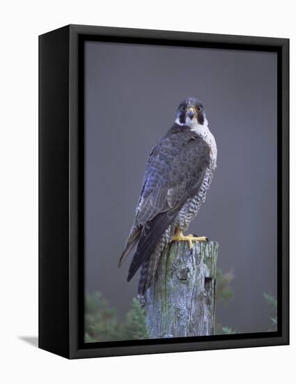 Peregrine Falcon (Falco Peregrinus), Scotland, UK, Europe-David Tipling-Framed Premier Image Canvas