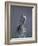 Peregrine Falcon (Falco Peregrinus), Scotland, UK, Europe-David Tipling-Framed Photographic Print