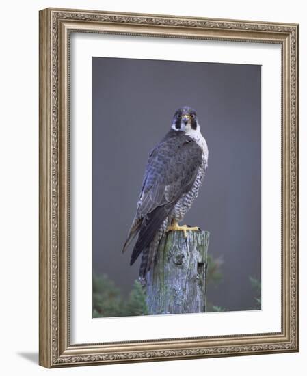 Peregrine Falcon (Falco Peregrinus), Scotland, UK, Europe-David Tipling-Framed Photographic Print