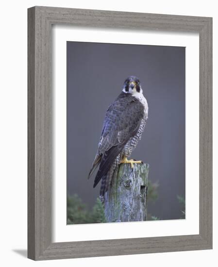 Peregrine Falcon (Falco Peregrinus), Scotland, UK, Europe-David Tipling-Framed Photographic Print