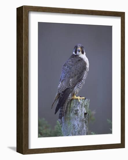 Peregrine Falcon (Falco Peregrinus), Scotland, UK, Europe-David Tipling-Framed Photographic Print