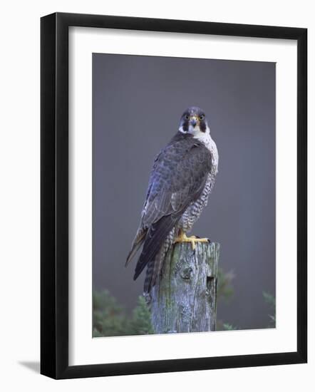 Peregrine Falcon (Falco Peregrinus), Scotland, UK, Europe-David Tipling-Framed Photographic Print