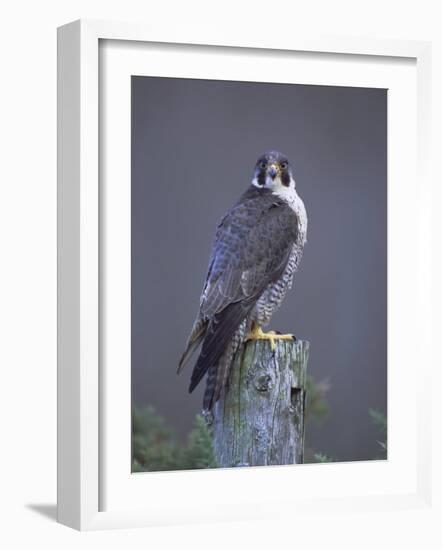 Peregrine Falcon (Falco Peregrinus), Scotland, UK, Europe-David Tipling-Framed Photographic Print