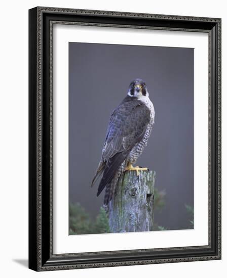 Peregrine Falcon (Falco Peregrinus), Scotland, UK, Europe-David Tipling-Framed Photographic Print