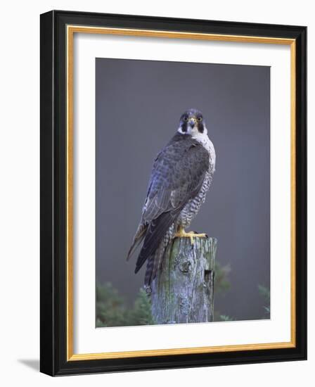 Peregrine Falcon (Falco Peregrinus), Scotland, UK, Europe-David Tipling-Framed Photographic Print