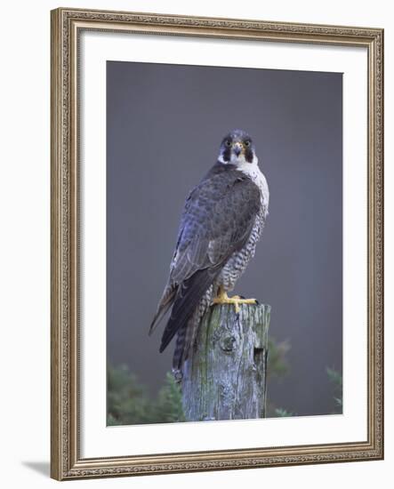 Peregrine Falcon (Falco Peregrinus), Scotland, UK, Europe-David Tipling-Framed Photographic Print