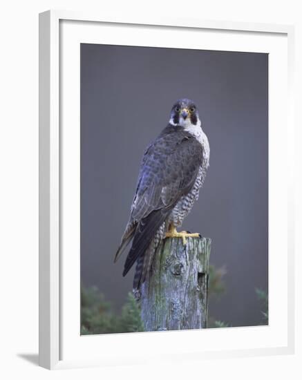 Peregrine Falcon (Falco Peregrinus), Scotland, UK, Europe-David Tipling-Framed Photographic Print