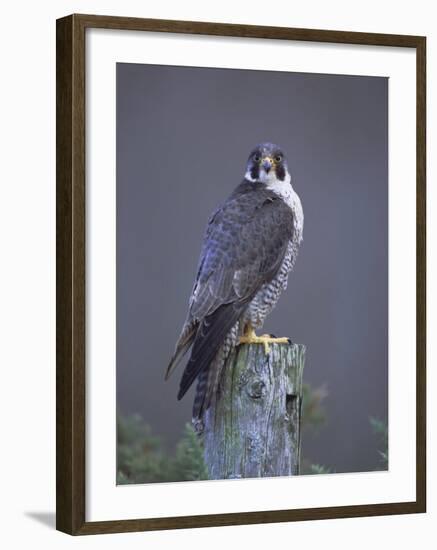 Peregrine Falcon (Falco Peregrinus), Scotland, UK, Europe-David Tipling-Framed Photographic Print