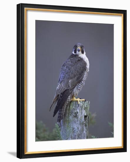 Peregrine Falcon (Falco Peregrinus), Scotland, UK, Europe-David Tipling-Framed Photographic Print