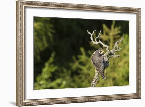 Peregrine Falcon (Falco Peregrinus)-Dr. Axel Gebauer-Framed Photographic Print