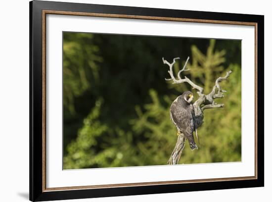 Peregrine Falcon (Falco Peregrinus)-Dr. Axel Gebauer-Framed Photographic Print