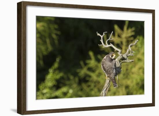 Peregrine Falcon (Falco Peregrinus)-Dr. Axel Gebauer-Framed Photographic Print