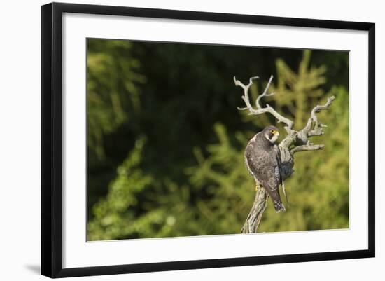 Peregrine Falcon (Falco Peregrinus)-Dr. Axel Gebauer-Framed Photographic Print