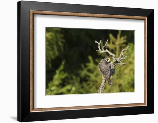Peregrine Falcon (Falco Peregrinus)-Dr. Axel Gebauer-Framed Photographic Print