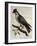 Peregrine Falcon (Falco Peregrinus)-null-Framed Giclee Print