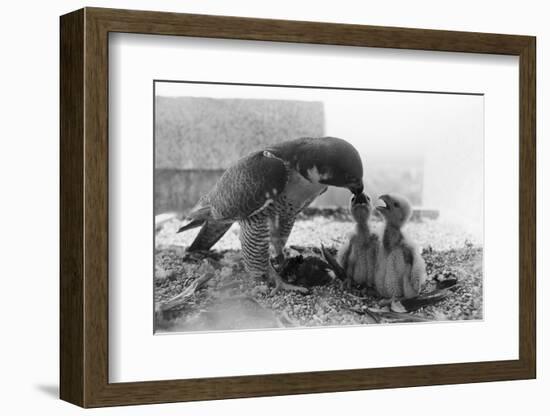 Peregrine Falcon Feeding Her Chicks-null-Framed Photographic Print