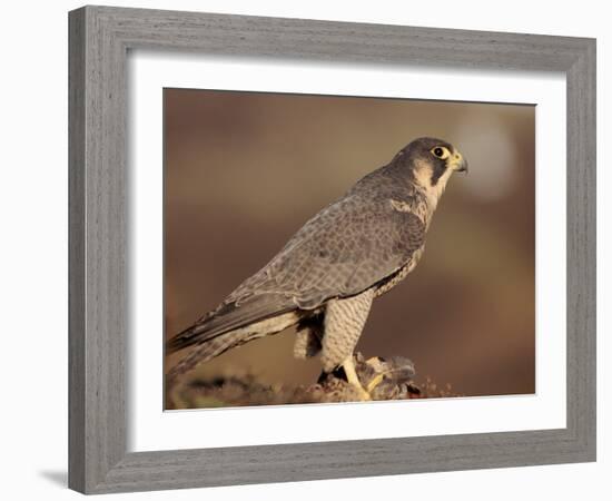 Peregrine Falcon Female (Falco Peregrinus), Subspecies Brookei from Southern Europe-Niall Benvie-Framed Photographic Print