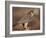 Peregrine Falcon Female (Falco Peregrinus), Subspecies Brookei from Southern Europe-Niall Benvie-Framed Photographic Print