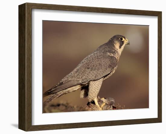 Peregrine Falcon Female (Falco Peregrinus), Subspecies Brookei from Southern Europe-Niall Benvie-Framed Photographic Print