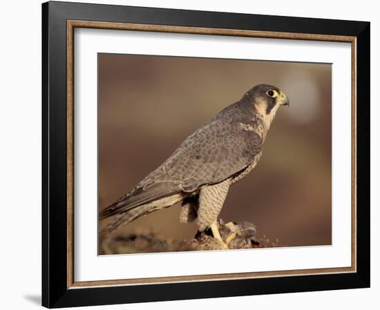 Peregrine Falcon Female (Falco Peregrinus), Subspecies Brookei from Southern Europe-Niall Benvie-Framed Photographic Print