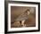 Peregrine Falcon Female (Falco Peregrinus), Subspecies Brookei from Southern Europe-Niall Benvie-Framed Photographic Print