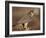 Peregrine Falcon Female (Falco Peregrinus), Subspecies Brookei from Southern Europe-Niall Benvie-Framed Photographic Print