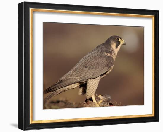 Peregrine Falcon Female (Falco Peregrinus), Subspecies Brookei from Southern Europe-Niall Benvie-Framed Photographic Print