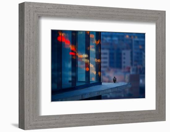 Peregrine falcon fledgling, perched on skyscraper window ledge-Oriol Alamany-Framed Photographic Print