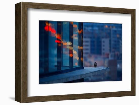 Peregrine falcon fledgling, perched on skyscraper window ledge-Oriol Alamany-Framed Photographic Print