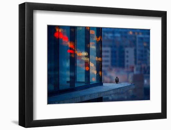 Peregrine falcon fledgling, perched on skyscraper window ledge-Oriol Alamany-Framed Photographic Print