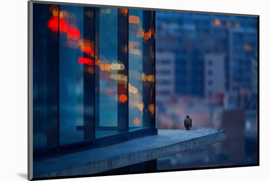 Peregrine falcon fledgling, perched on skyscraper window ledge-Oriol Alamany-Mounted Photographic Print