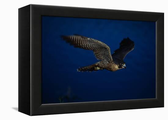 Peregrine Falcon Flying over a Lake-W^ Perry Conway-Framed Premier Image Canvas