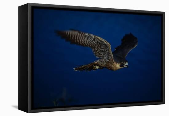 Peregrine Falcon Flying over a Lake-W^ Perry Conway-Framed Premier Image Canvas