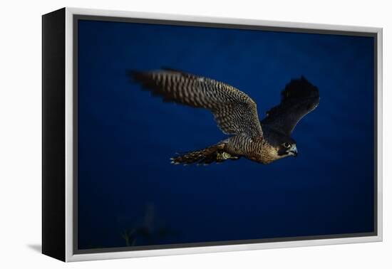 Peregrine Falcon Flying over a Lake-W^ Perry Conway-Framed Premier Image Canvas