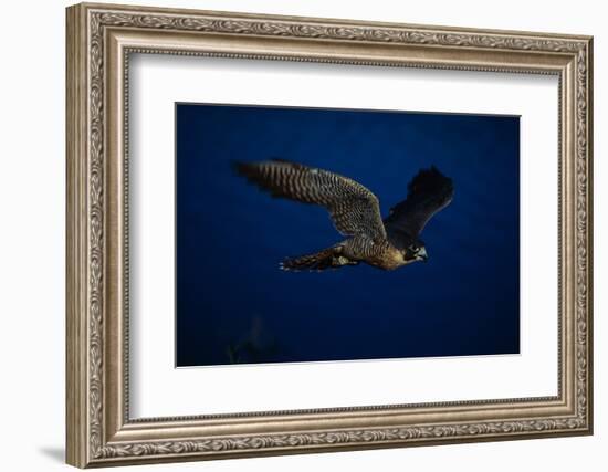 Peregrine Falcon Flying over a Lake-W^ Perry Conway-Framed Photographic Print