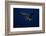 Peregrine Falcon Flying over a Lake-W^ Perry Conway-Framed Photographic Print