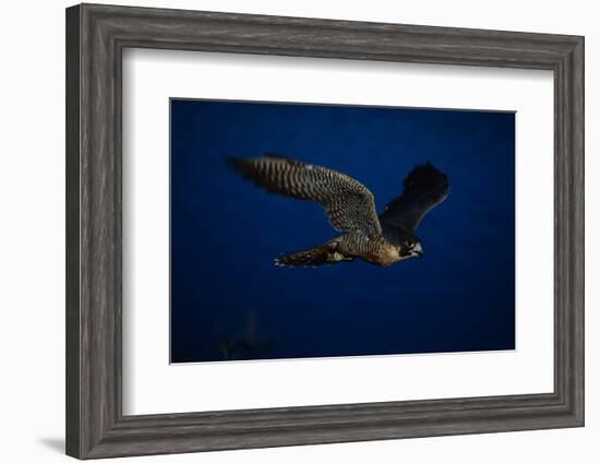 Peregrine Falcon Flying over a Lake-W^ Perry Conway-Framed Photographic Print