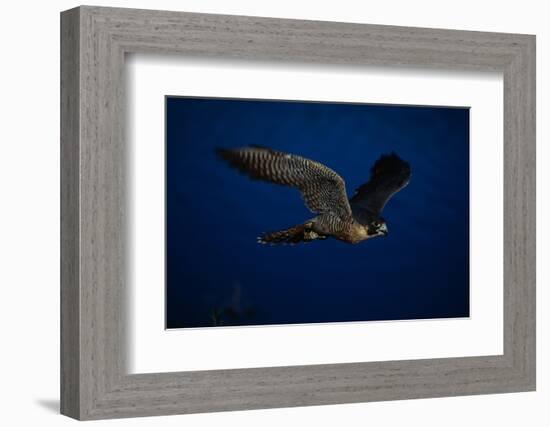 Peregrine Falcon Flying over a Lake-W^ Perry Conway-Framed Photographic Print