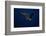 Peregrine Falcon Flying over a Lake-W^ Perry Conway-Framed Photographic Print