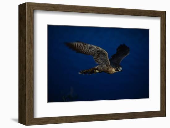 Peregrine Falcon Flying over a Lake-W^ Perry Conway-Framed Photographic Print