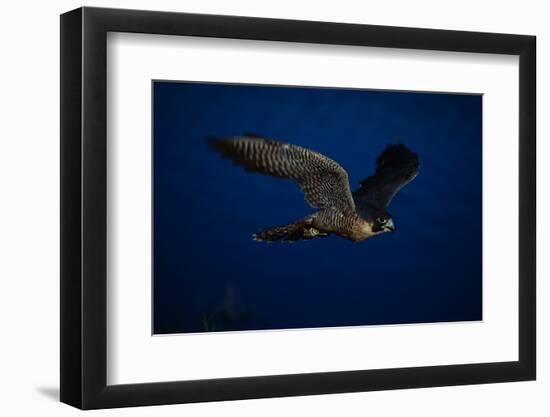 Peregrine Falcon Flying over a Lake-W^ Perry Conway-Framed Photographic Print