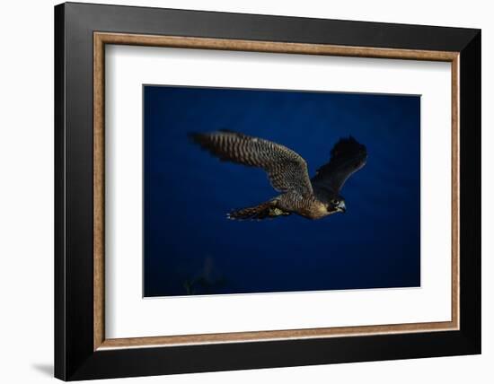 Peregrine Falcon Flying over a Lake-W^ Perry Conway-Framed Photographic Print