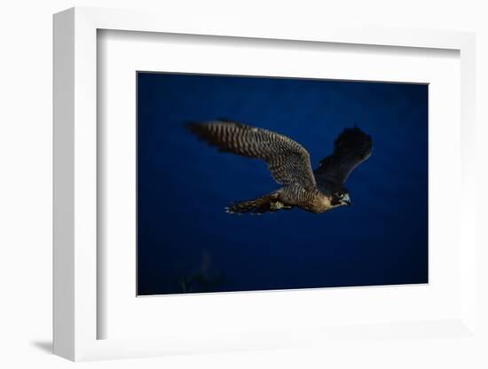 Peregrine Falcon Flying over a Lake-W^ Perry Conway-Framed Photographic Print