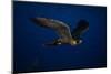 Peregrine Falcon Flying over a Lake-W^ Perry Conway-Mounted Photographic Print