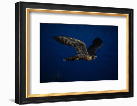 Peregrine Falcon Flying over a Lake-W^ Perry Conway-Framed Photographic Print