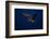 Peregrine Falcon Flying over a Lake-W^ Perry Conway-Framed Photographic Print