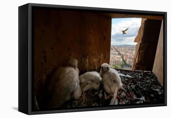 Peregrine falcon flying towards nest box with three chicks inside-Oriol Alamany-Framed Premier Image Canvas